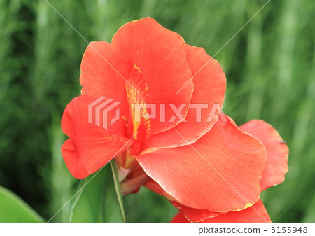 Close-up of red canna flowers 3155948