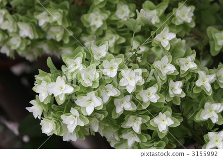 Kashiwaba hydrangea Kashiwaba hydrangea 3155992