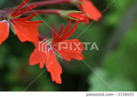 Geranium · Fire Fax 3156053