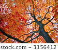 楓樹 紅楓 楓葉 3156412