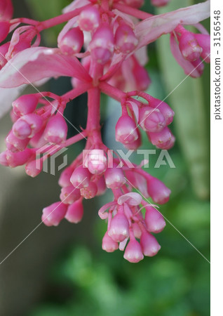 粉紅色的花瓣 攀援植物 野牡丹 3156548