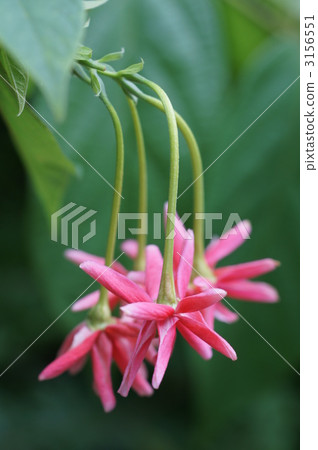 ceiba speciosa, floss silk tree, bloom 3156551