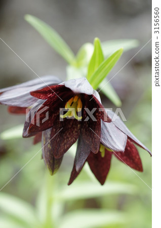 black lily, fritillaria camschatcensis, kamchatka fritillary 3156560