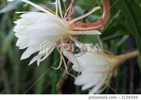 night-blooming cereu, bloom, blossom 3156588