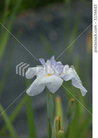 鳶尾雨下雨西排 3156683
