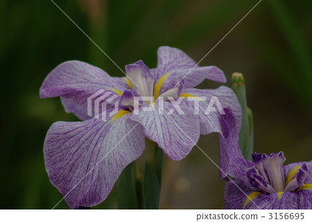 秋葉水虹膜 3156695