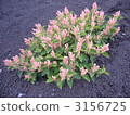 Mt. Fuji alpine plant ontade 3156725
