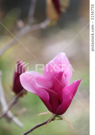 Magnolia flowers Magnolia flowers 3156758