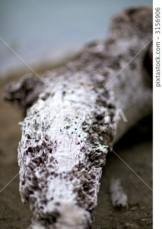 腐朽的浮木 腐朽的浮木 3156906