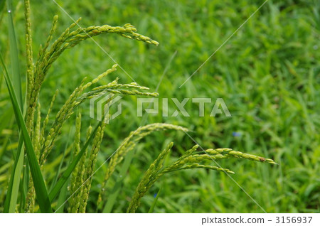水稻種植的果實 3156937