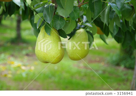梨成熟後成熟 3156941