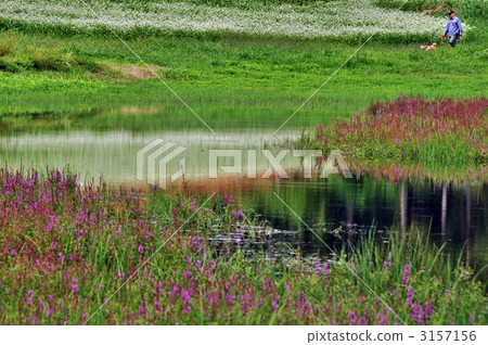 lythraceae, pond, lagoon 3157156