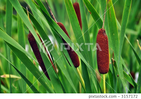 bulrush, cattail, typha latifolium 3157172