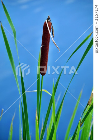 香蒲提示 蘆葦 伽馬 3157174