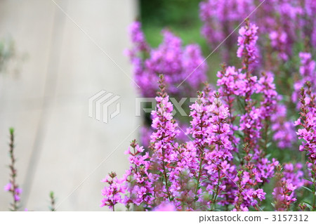 Lythrum 3157312
