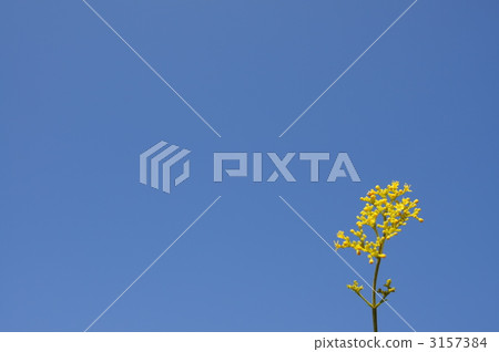 Toro flower and blue sky 3157384