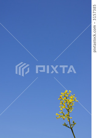 Toro flower and blue sky 3157385