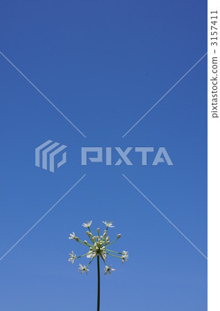 Nodara花 3157411