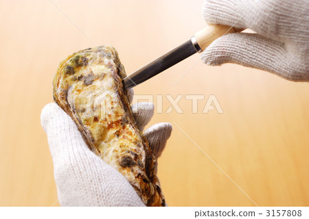 Oyster peeled off Oyster peeled off 3157808