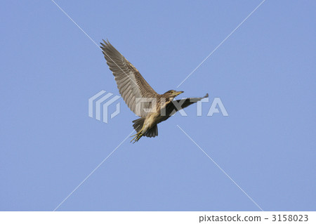 Hoshigoyi (Goya kindergarten) 3158023