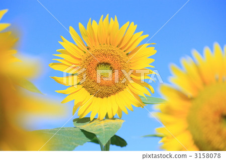 Sun Flower Sun Flower 3158078