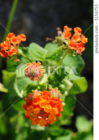 沖繩的花八重山群島 沖繩的花八重山群島 3158753