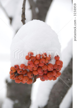 Nanakamado的果實與雪 3158959