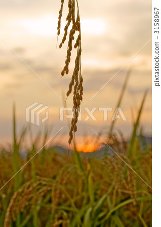 稻田 稻田 3158967