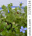 Water Bacopa 3159134