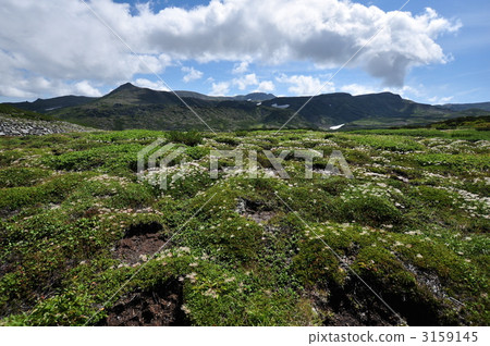 阿留申水楊梅 水楊梅屬植物 黑 3159145