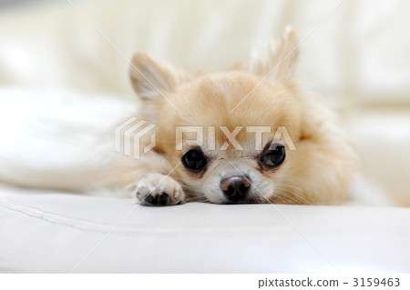 dog, dogs, chihuahua 3159463