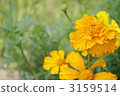 Wild flowers in summer 3159514