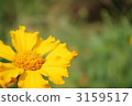 Wild flowers in summer 3159517