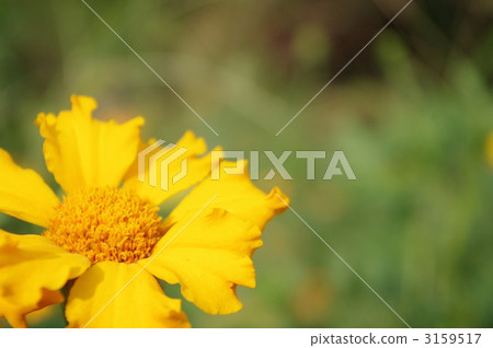 Wild flowers in summer 3159517