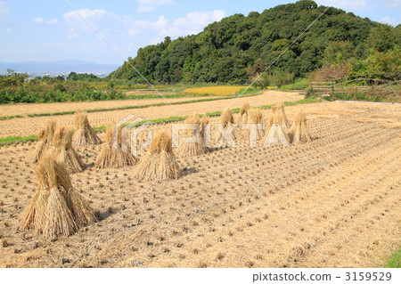 米飯乾燥 3159529