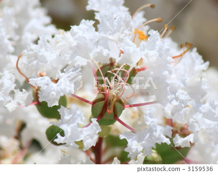 White flower crisp berry White flower crisp berry 3159536