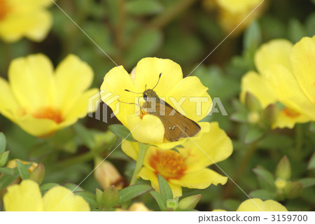 asahina spotted skipper, moth, moths 3159700