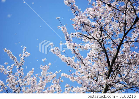 Cherry Blossoms of Tenryu-ji Temple Cherry Blossoms of Tenryu-ji Temple 3160216