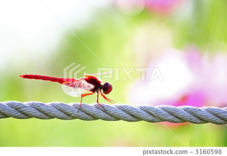 Red dragonfly 3160598