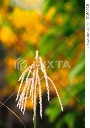 Material of Susuki 3160916