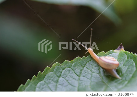 snail, snails, after the rain 3160974