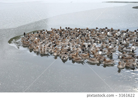 northern pintail, duck, bird 3161622