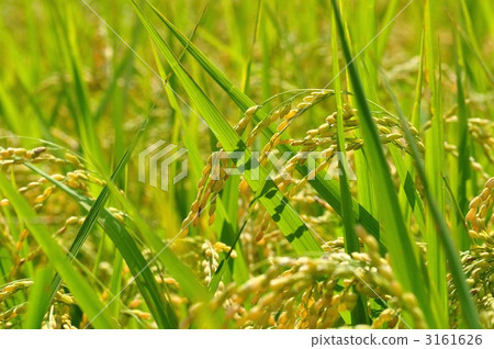 ear of rice, harvest, paddy 3161626