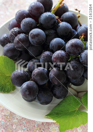 Grape Ⅰ 3161864