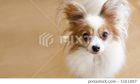 Papillon Mitsume 3161897