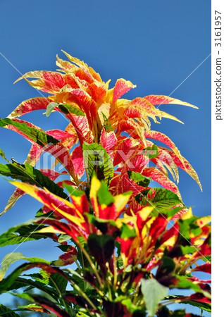 joseph's coat, amaranthaceae, trapa japonica 3161957