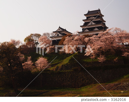 Ozu castle on cherry blossoms 3162016
