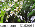 japanese snowbell, bloom, blossom 3162064