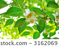 tall stewartia, bloom, blossom 3162069