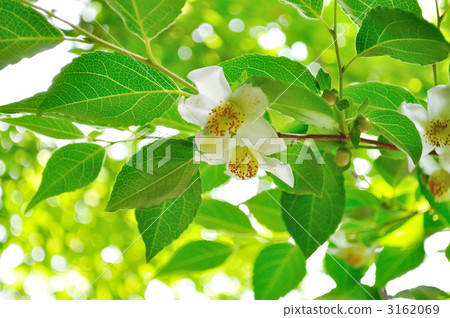 tall stewartia, bloom, blossom 3162069